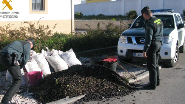 Agentes de la Guardia Civil de Córdoba en una operación de recuperación de aceitunas robadas