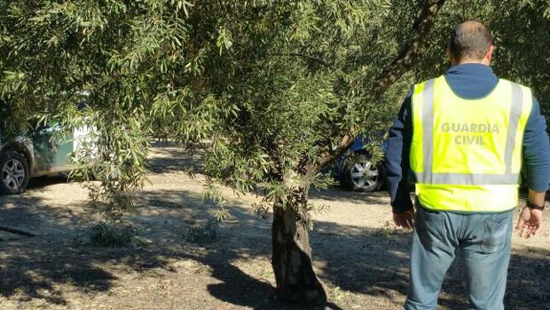 Un agente de la Guardia Civil en un olivar