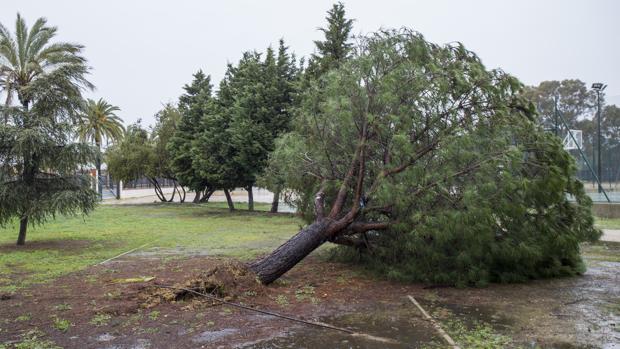 Un tornado causa en la provincia de Huelva numerosos destrozos