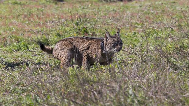 Un lince de Doñana