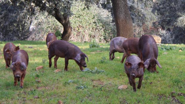 Una piara de cerdos ibéricos