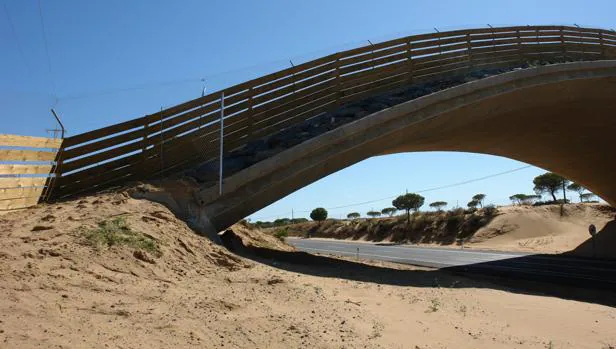 Uno de los puentes para el paso de felinos en Matalascañas