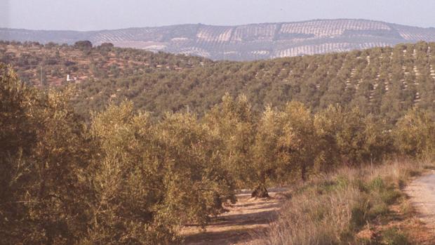 Olivar de la comarca de la Subbética cordobesa