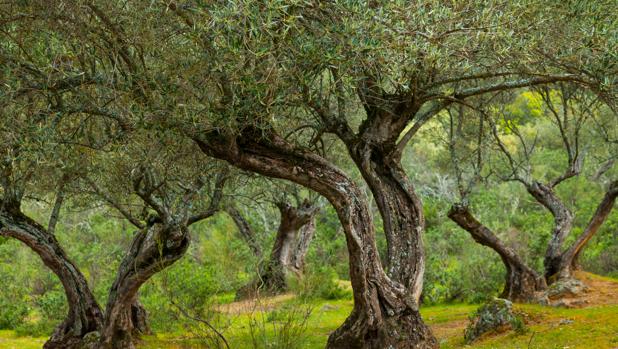 La candidatura de los Paisajes del Olivar ha dado otro paso para ser Patrimonio de la Humanidad