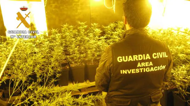 Algunas de las plantas de marihuana, en distinta fase de crecimiento, que la Guardia Civil encontró en Puente Genil