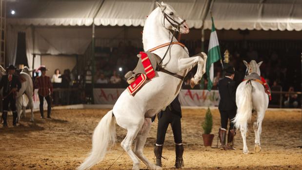 Un momento del espectáculo de Córdoba Ecuestre en Caballerizas