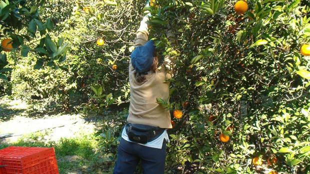 Recogida de naranjas en Palma del Río