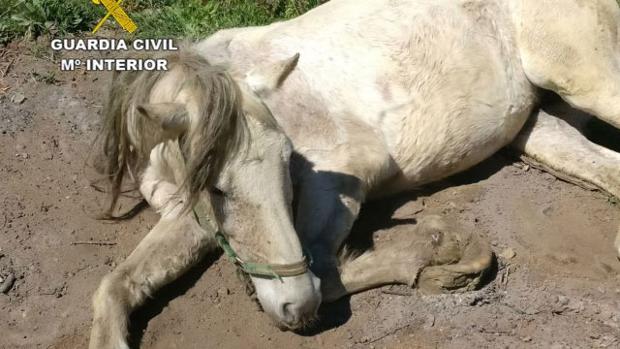 Investigan en Granada a dueño de una yegua a la que hubo que sacrificar