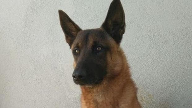 Un perro de raza Malinois, como los encontrados en Almería