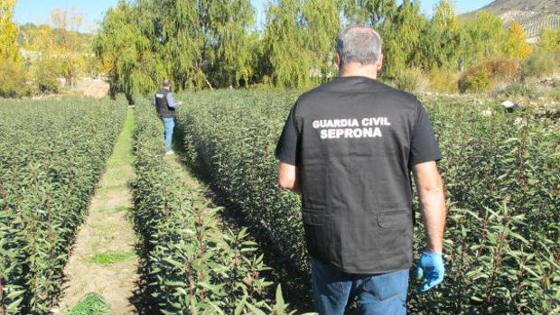 Dos agentes de la Guardia Civil, en un vivero