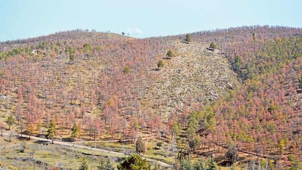 Imagen de uno de los montes afectados por la plaga que está diezmando los árboles