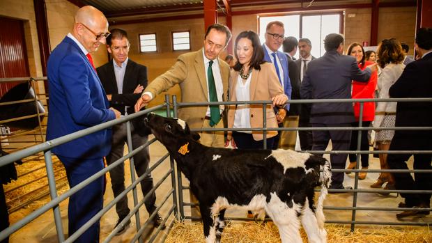 Arranca la la Feria Agroganadera con una exposición de 1.200 cabezas de ganado