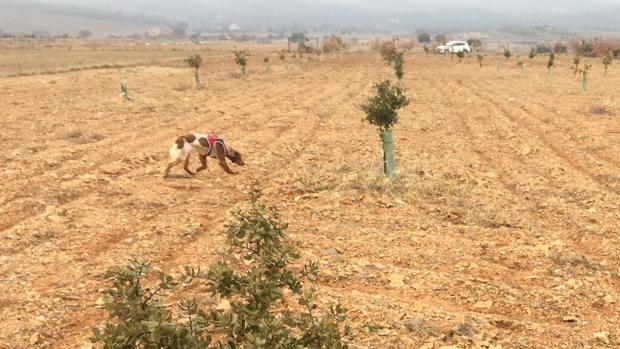 Un perro busca trufas en uno de los viveros dedicados a la producción de este hongo en Córdoba