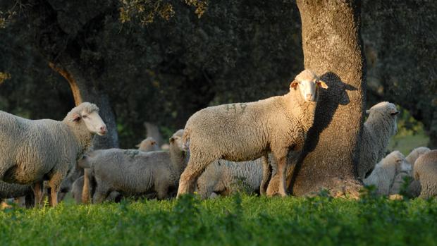 Ovejas en una explotación del norte de la provincia de Córdoba