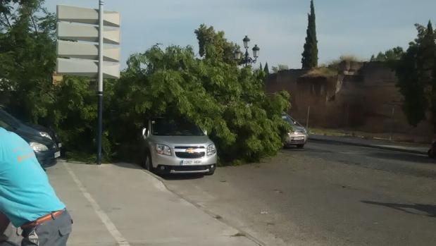 Un árbol cae sobre un coche en Ronda del Marrubial