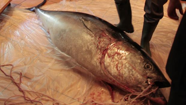 Encuentran un atún rojo ilegal cuando perseguían un cadáver