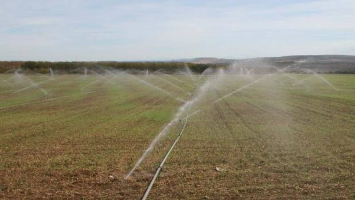 Cultivo de regadío en una explotación agraria de Córdoba