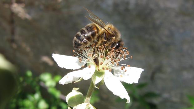 Fallece un hombre en Mijas tras sufrir picaduras masivas de abejas