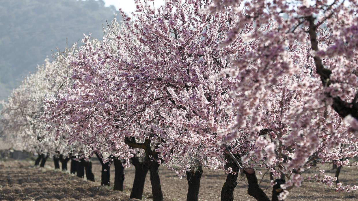 Una plantación de almendros en flor