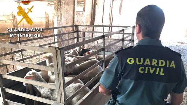 Parte del ganado recuperado por la Guardia Civil