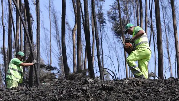 Trabajadores municipales cortan árboles carbonizados junto entre Avelar y Pedrogao Grande en Portugal
