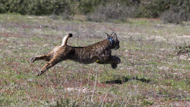 Suelta de un ejemplar de lince ibérico en Doñana.