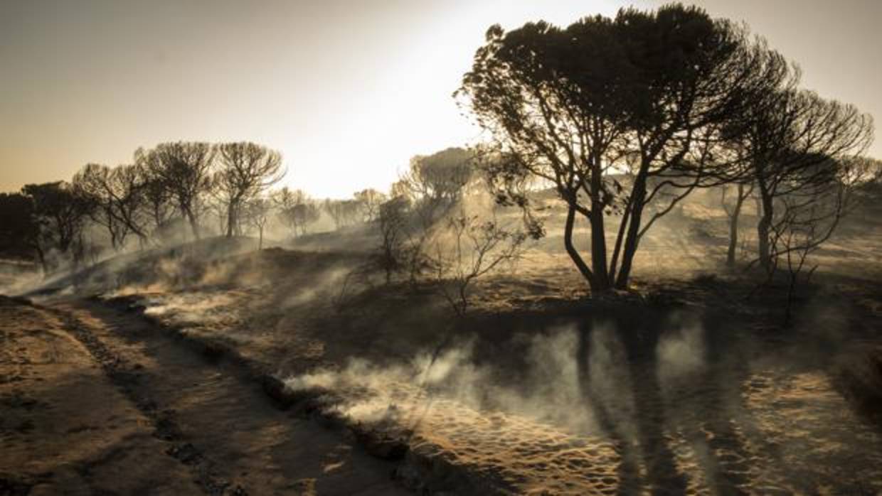 Paraje de Cuesta Maneli tras el incendio en Moguer