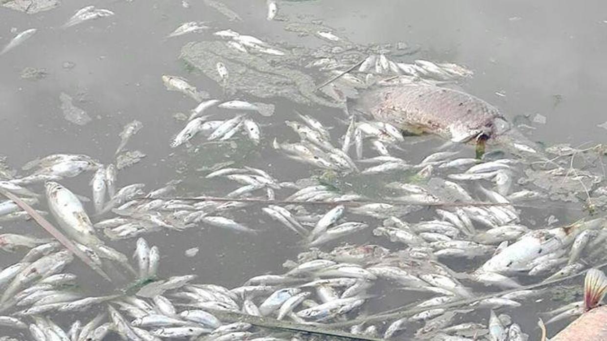 Peces muertos en el Guadalquivir