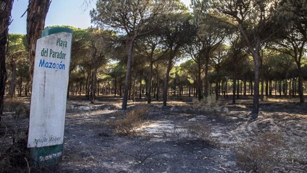 Unas 6.300 personas se han ofrecido desinteresadamente para ayudar a recuperar el entorno de Doñana