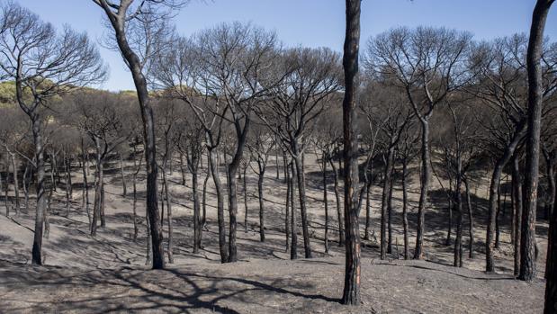El incendio forestal en el entorno de Doñana afectó a 8.486 hectáreas de matorral y arbolado