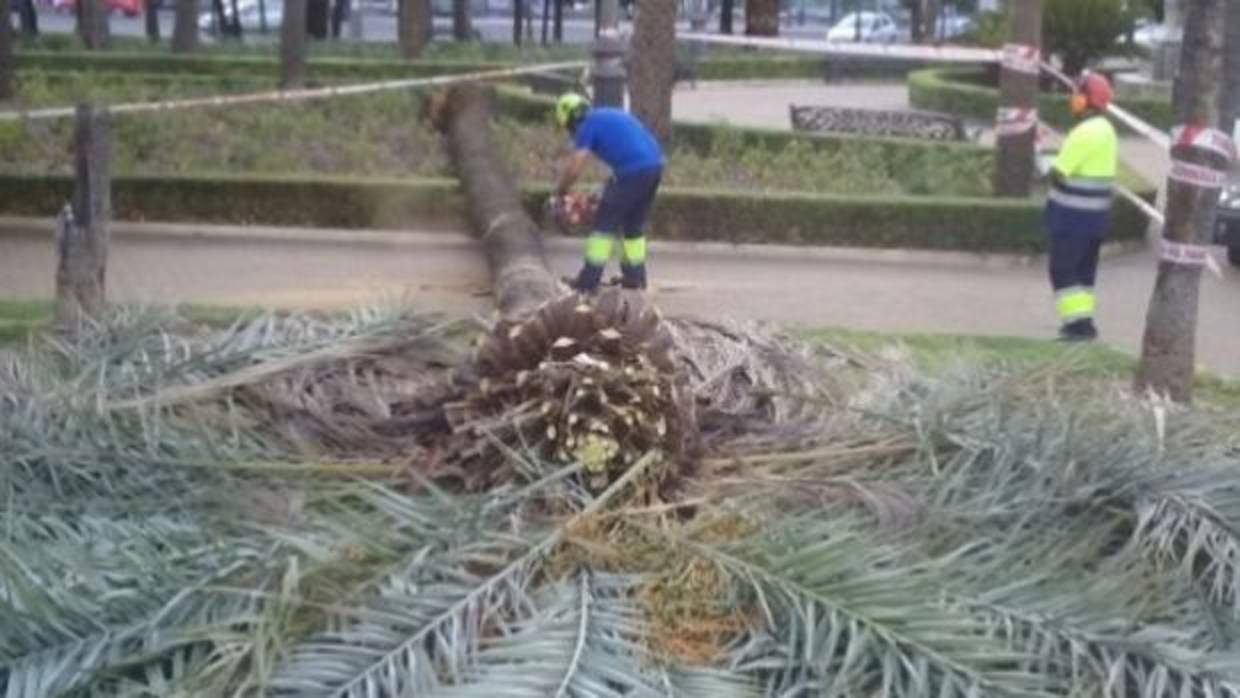 Operarios retirando la palmera caída