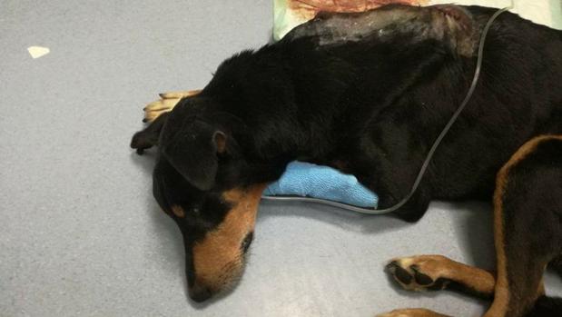 El perro encontrado en Lepe sufrió una veintena de impactos de tres armas distintas