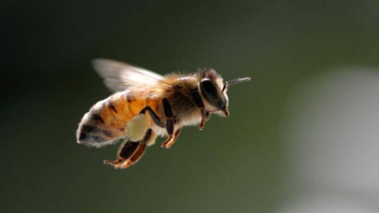 Las abejas han colonizado la piscina de Pedro Abad