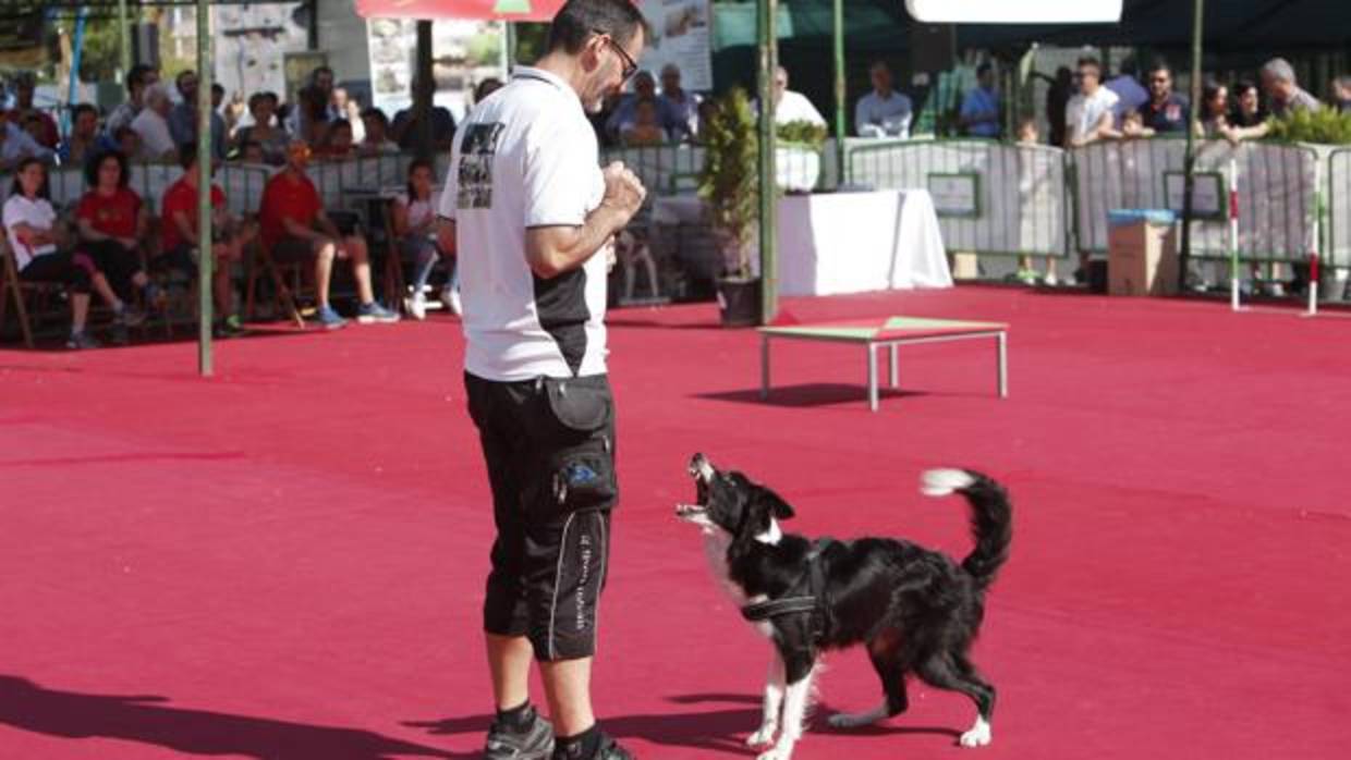 Adiestramiento de perros en la pasada edición de Intercaza