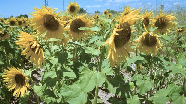 El girasol es uno de los cultivos que ha ido perdiendo presencia en el campo cordobés