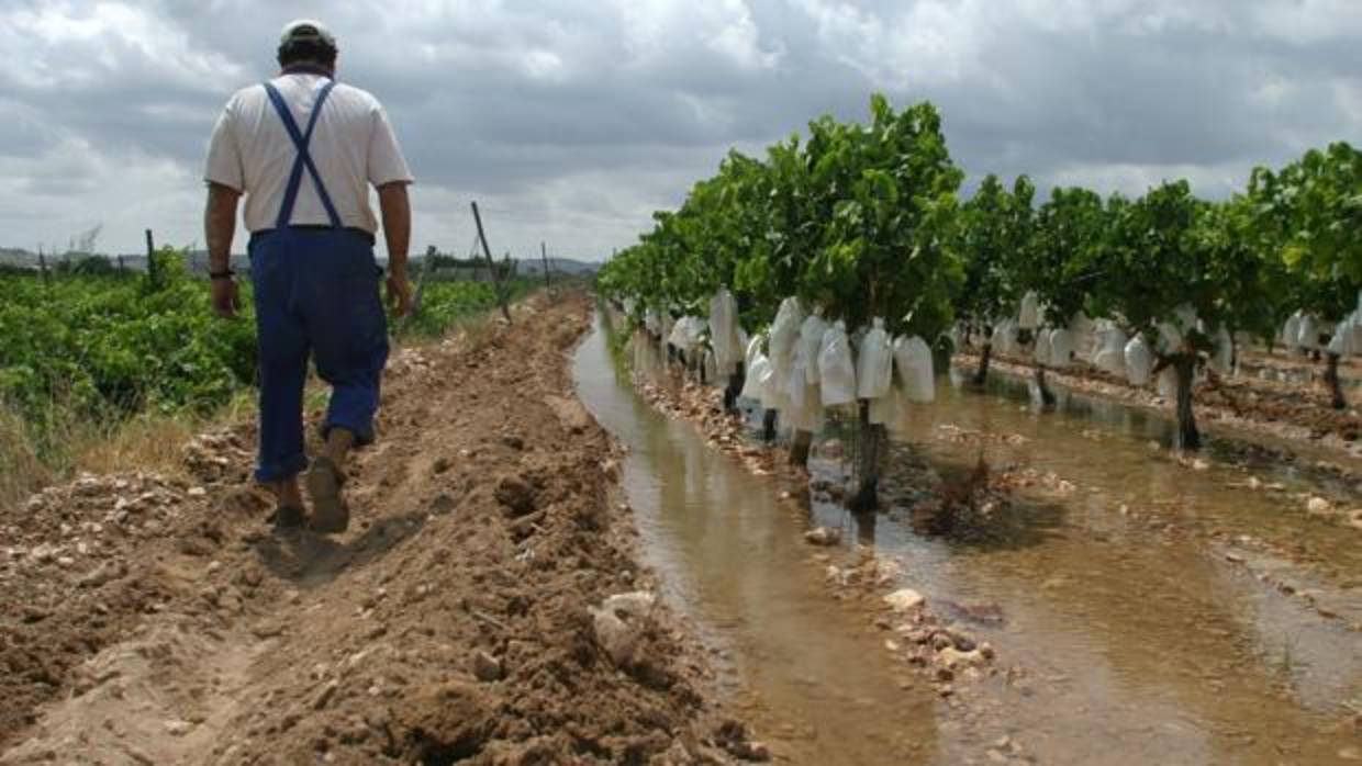 Un agricultor en un viñedo de regadío