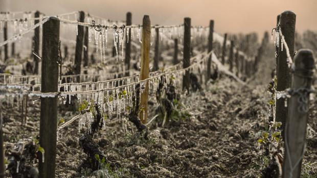Viñedos destruidos por las heladas de finales del pasado abril en el norte de Francia