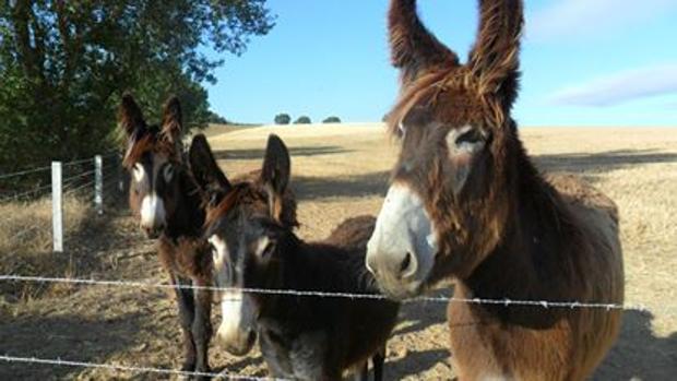 Intentan robar un pollino en Santaella y huyen a todo gas tras ser descubiertos