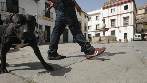 Quintín también pasa por la plaza del Potro