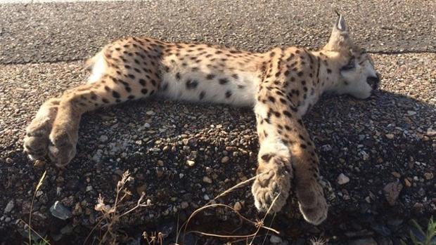 Muere un lince ibérico atropellado en la carretera N-442 en Mazagón