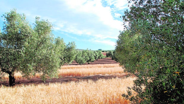 ¿Cómo rentabilizar el olivar de secano? Plantando cebada para Heineken