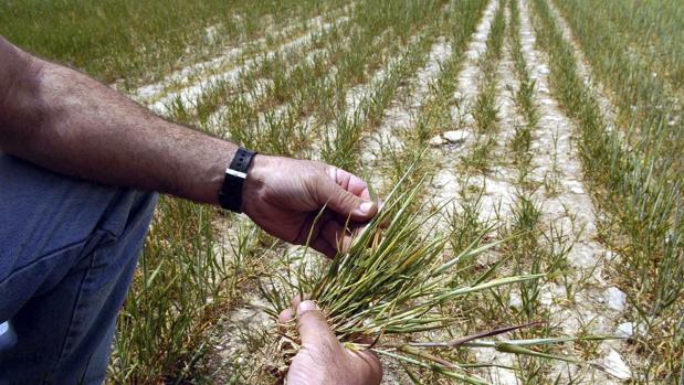 El móvil se convierte en la nueva gestoría del campo gracias a una «app» hecha en Córdoba