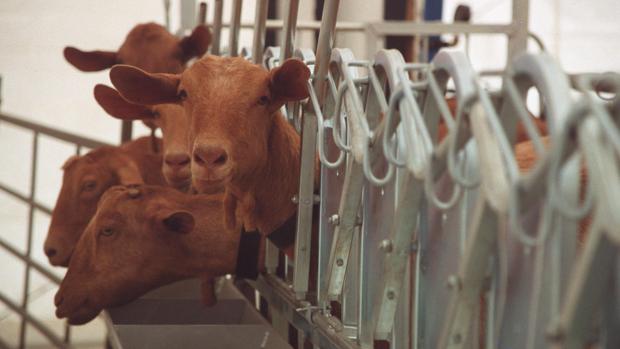 Torrecampo celebrará en septiembre su feria agrícola y ganadera