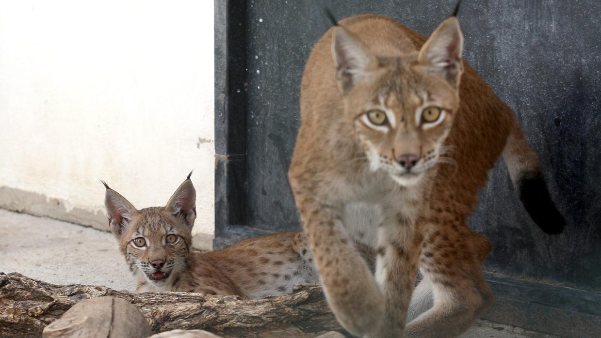 Imagen de dos linces en el zoológico de Córdoba