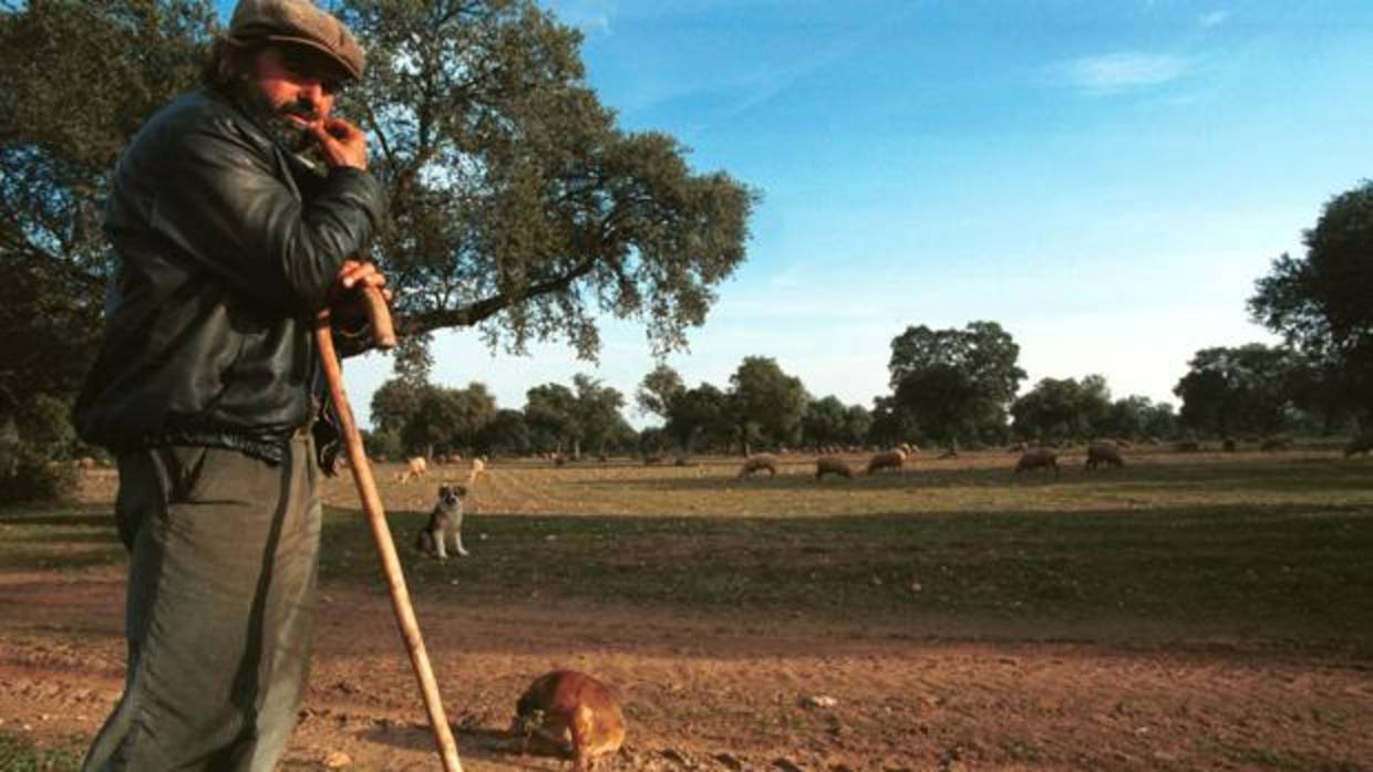 Un ganadero en la dehesa del Valle de los ABC