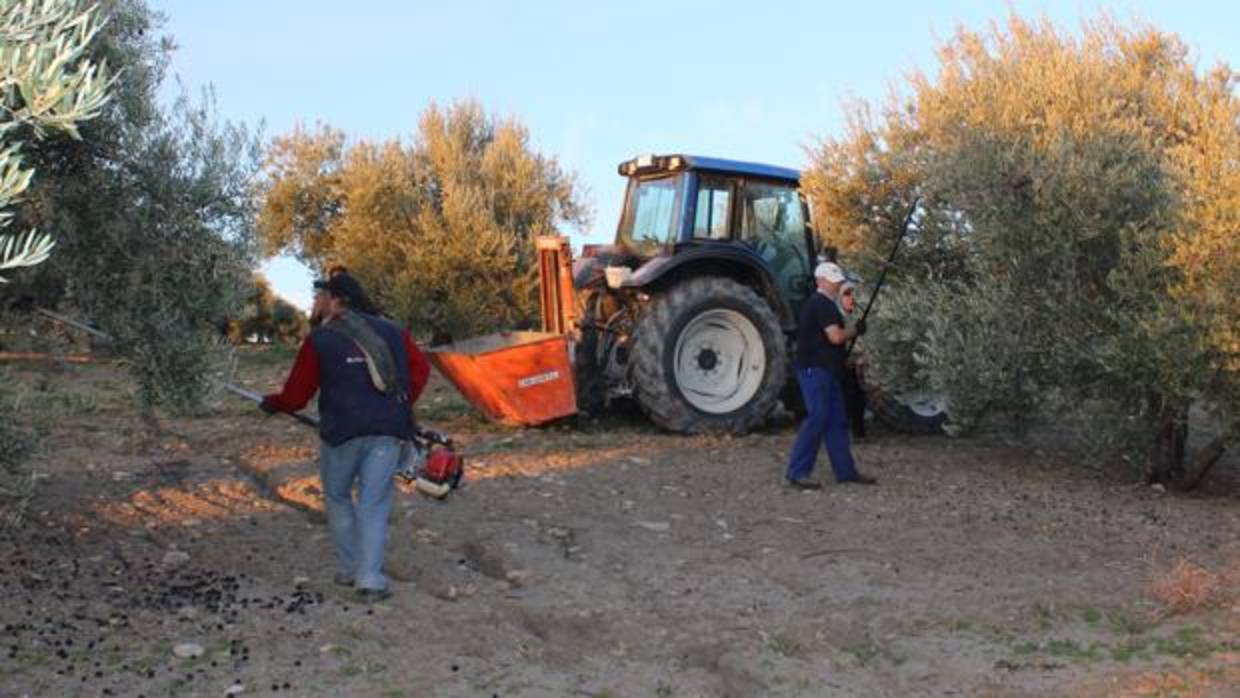 Jornaleros en la recogida de la aceituna de Córdoba