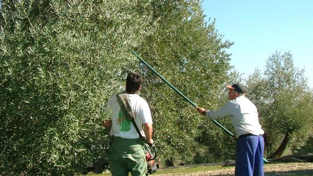 Inteligencia artificial contra plagas del del olivar