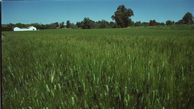 La sequía y los bajos precios apuntillan el cultivo de trigo