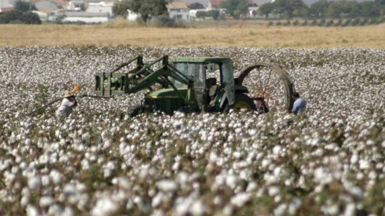 Cultivo de algodón en la provincia de Córdoba