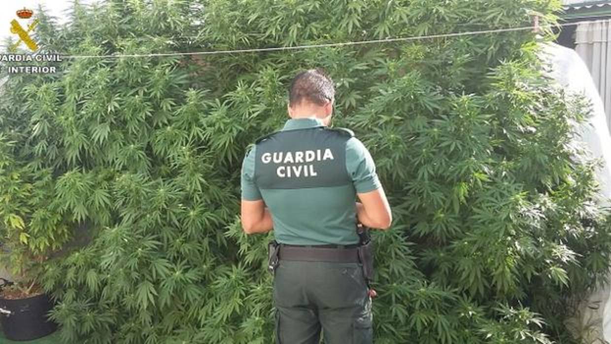 Una agente de la Guardia Civil frente a las plantas de marihuana intervenidas